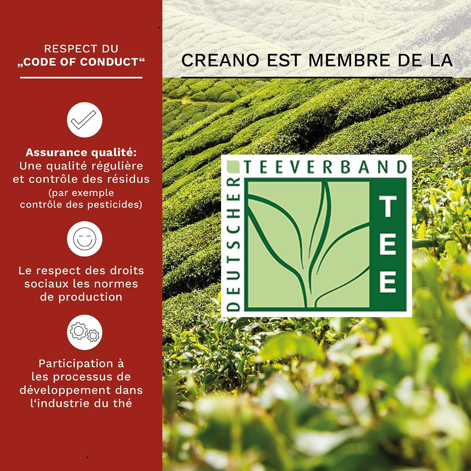 Thumbnail 4 de Creano 36 Fleurs de Thé en vrac – Thé blanc en Fleurs, 6 variétés de roses, grand format