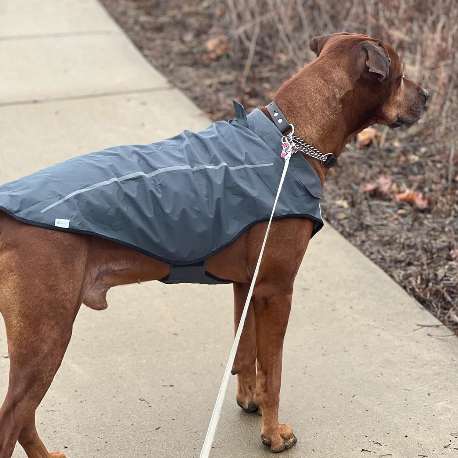Thumbnail 6 de Mile High Life Dog Raincoat XXS