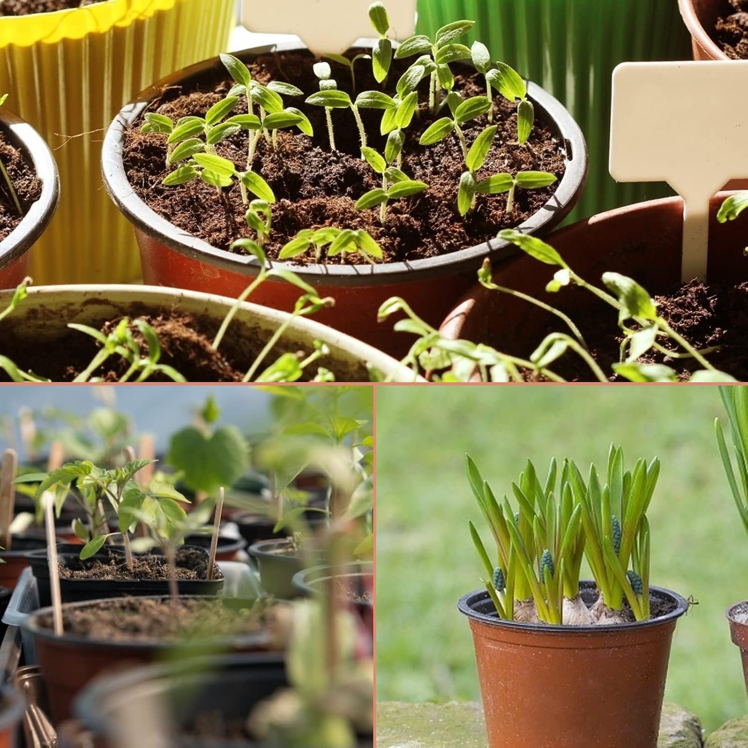 Thumbnail 6 de KINGLAKE plastic plant pots 15 cm, 50 pack