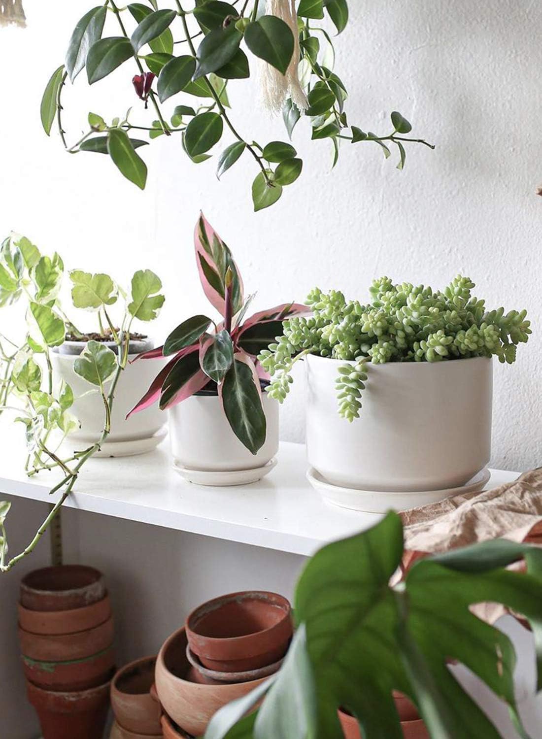 Detalle de LE TAUCI Ceramic Plant Pots set with drainage 11 cm 🌱