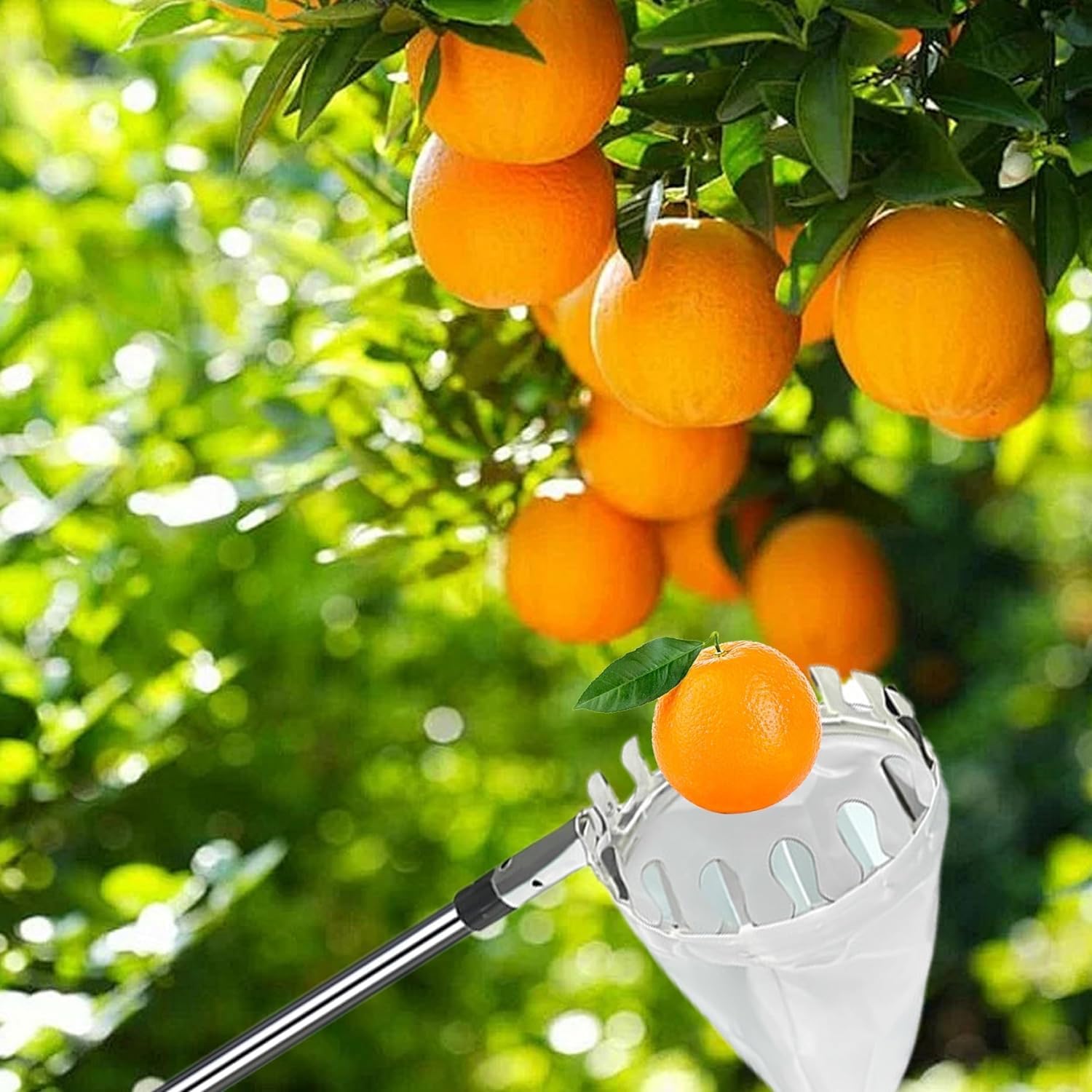 Detalle 2 de HuaMuDM HuaMuDM02 fruitplukker, 340 cm, roestvrijstalen steel met opvangzak