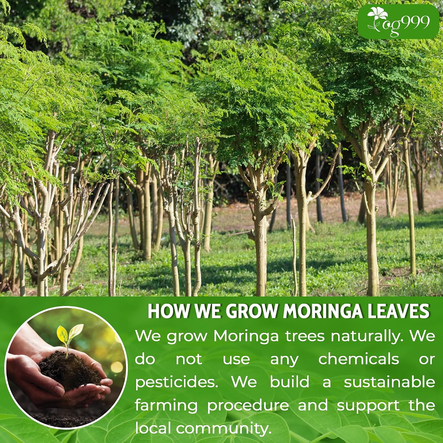 Detalle 2 de TOG999 Moringa Leaf Powder, 8 oz, Vegan, Caffeine-Free, No Additives