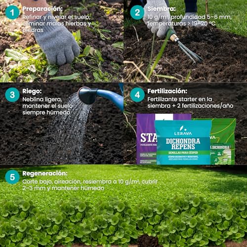 Thumbnail 7 de LERAVA Dichondra repens semillas (200 g) para 20 m² – césped resistente y adaptable