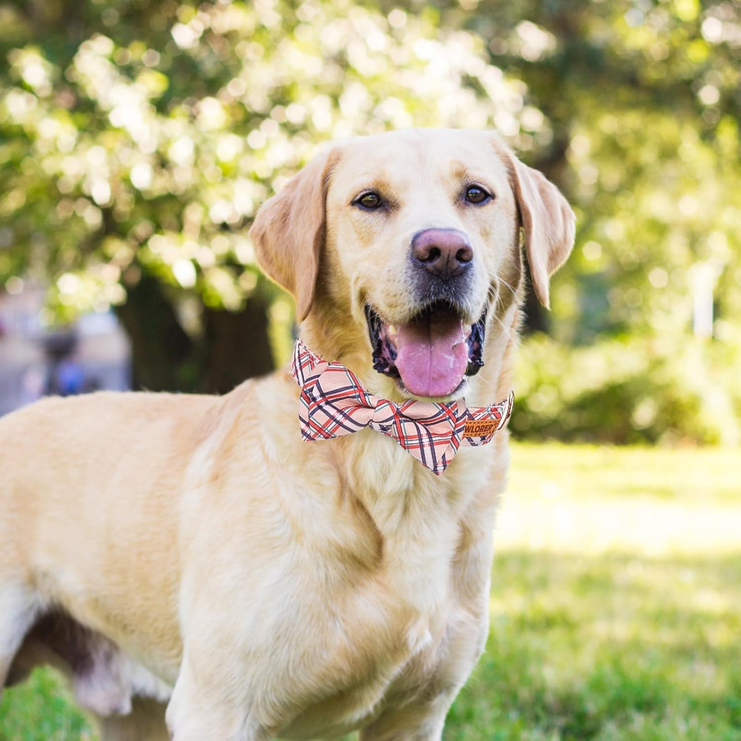 Thumbnail 4 de EXPAWLORER Cute Dog Collar (Plaid M) with Removable Bow Tie and Quick Release Metal Buckle