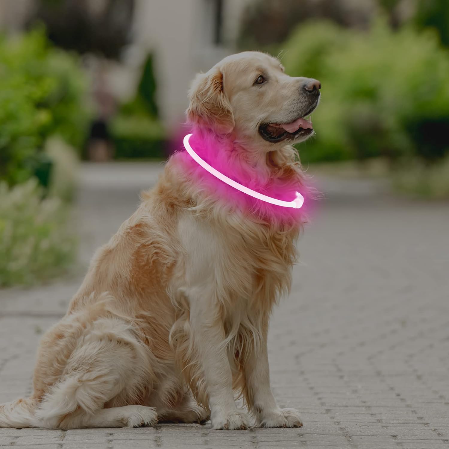 Thumbnail 6 de Coolzon Collare Luminoso per Cani USB Ricaricabile – LED Regolabile, Impermeabile, 3 Modalità di Luce (Taglie Piccola/Media/Grande) – Rosa