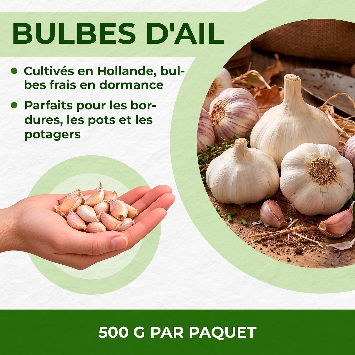 Thumbnail 1 de DUTCH BULBS GARLIC-MESSIDROME-NEW knoflookbollen, 500 g, 14–21 mm