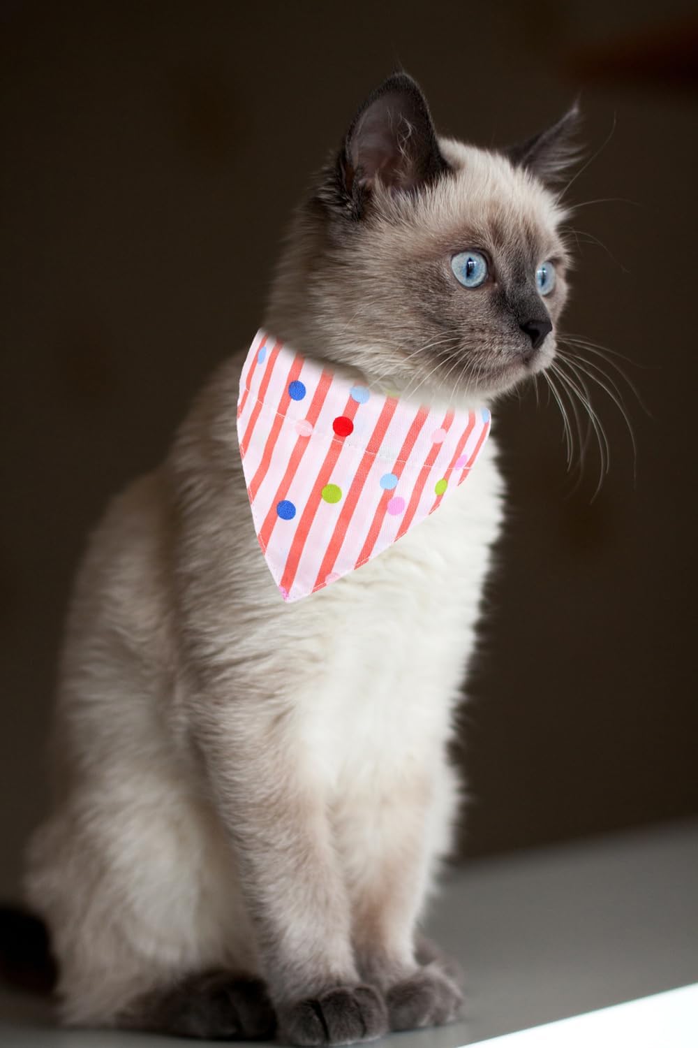 Detalle de Cat Collars with Tomato Bandana