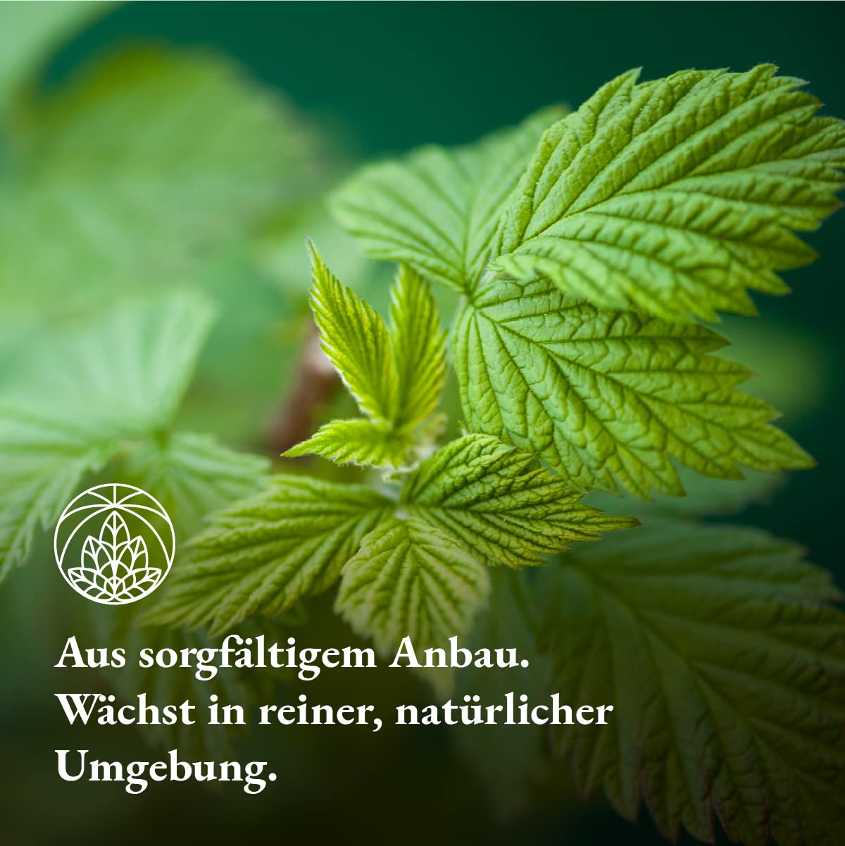 Detalle de Monte Nativo Himbeerblättertee 300 g – 100% natürlich für die Geburtsvorbereitung