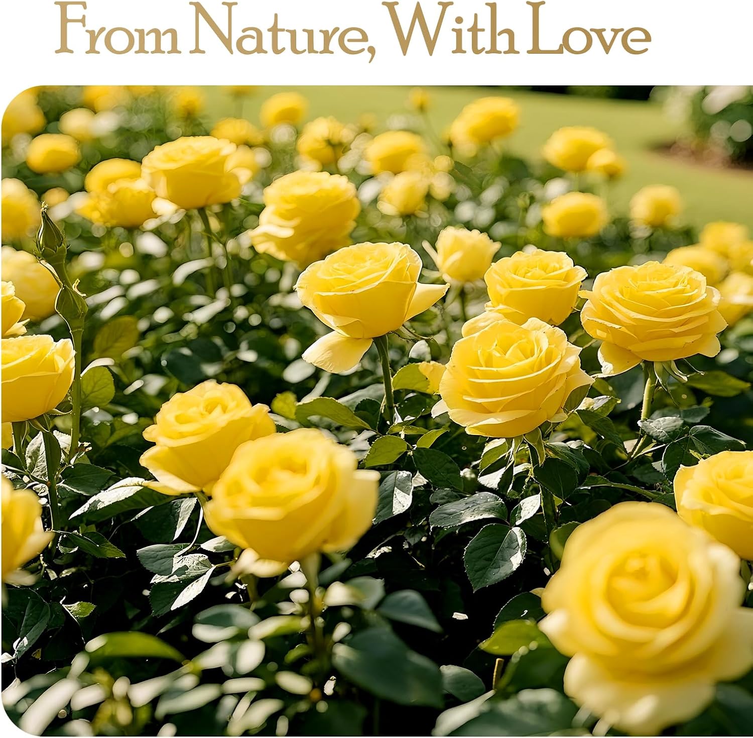Detalle de Auoasl 16 Preserved Flowers Rose Gift Box – Everlasting Yellow Rose for Birthdays, Mother’s Day, Valentines, and More
