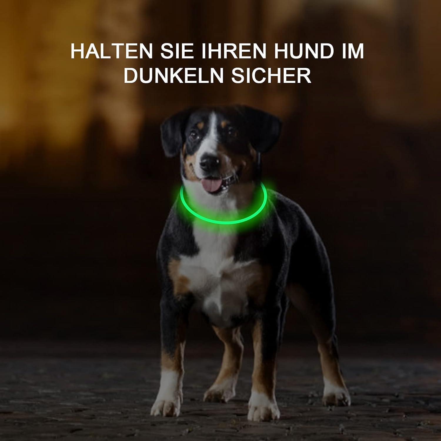 Thumbnail 1 de Novkin LED Dog Collar 2-Pack for Night Walks