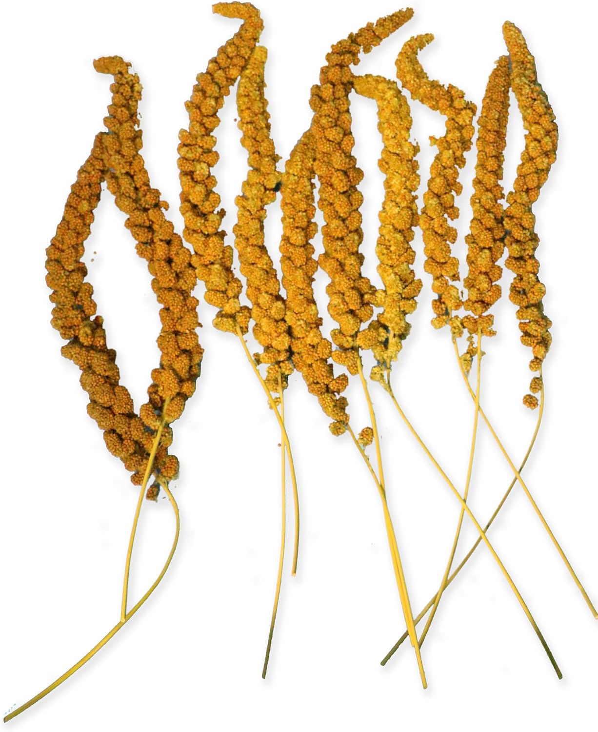 Detalle de Tyrol Millet GRAPPES 1 kg : mijo en grappe pour oiseaux domestiques