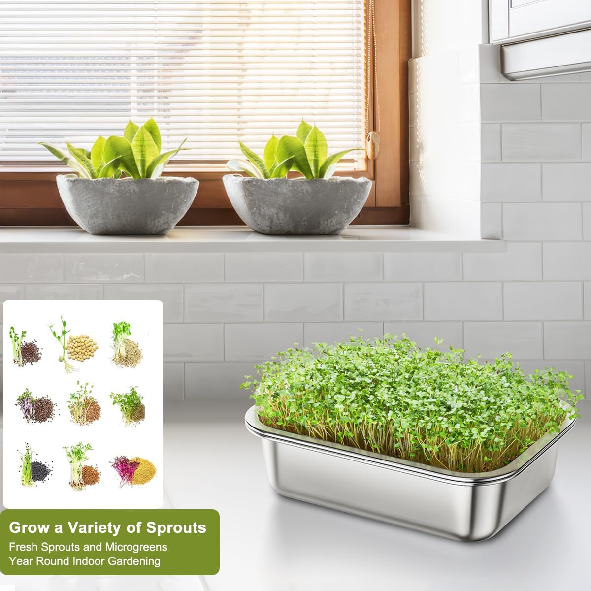 Thumbnail 3 de FANHAO 2-Pack Sprouting Tray Kit