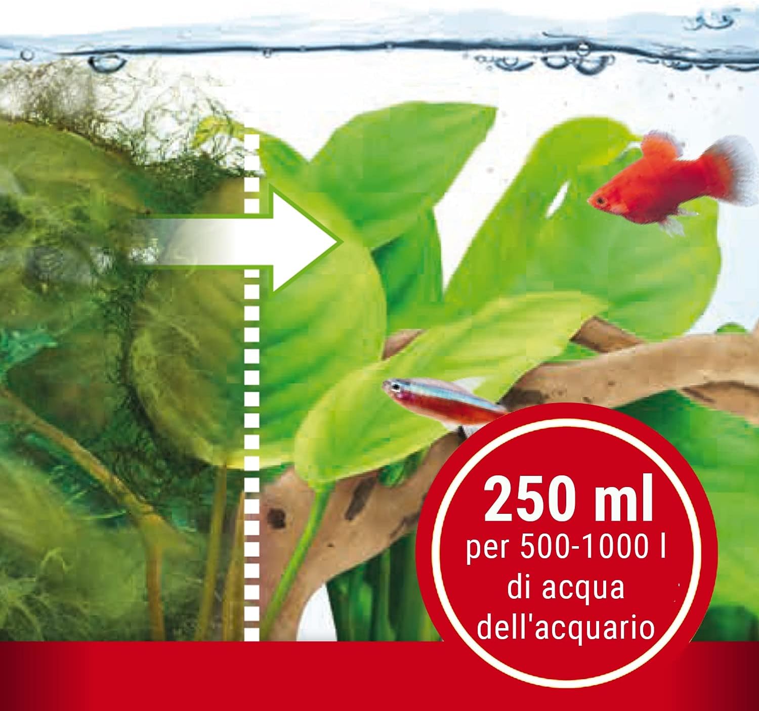 Detalle de Verdetto finale: Tetra AlguMin 250 ml, controllo rapido delle alghe per acquari d'acqua dolce