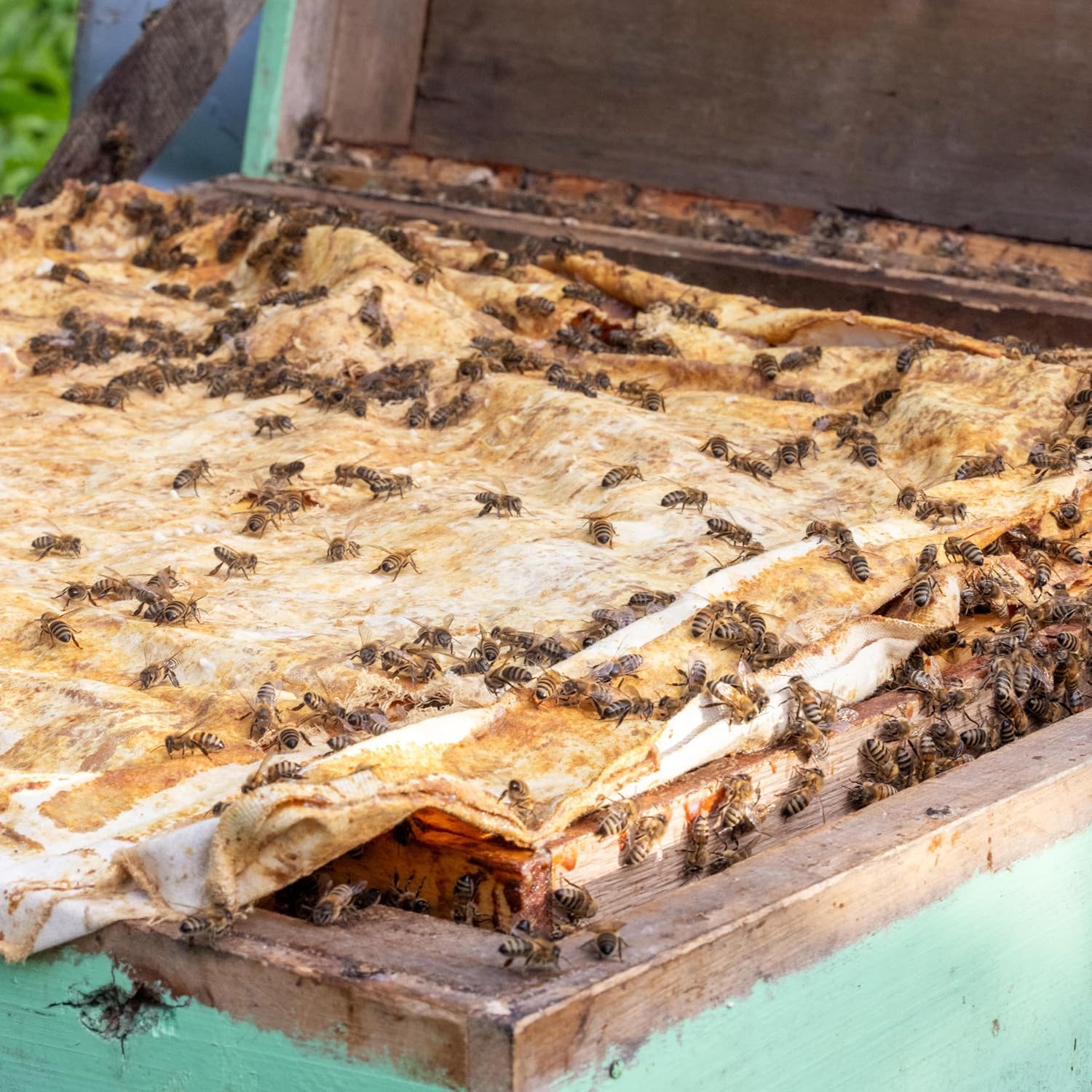 Thumbnail 6 de Ganadora del Superior Taste Award 2025 🍯 Miel Cremosa 1kg, Natural