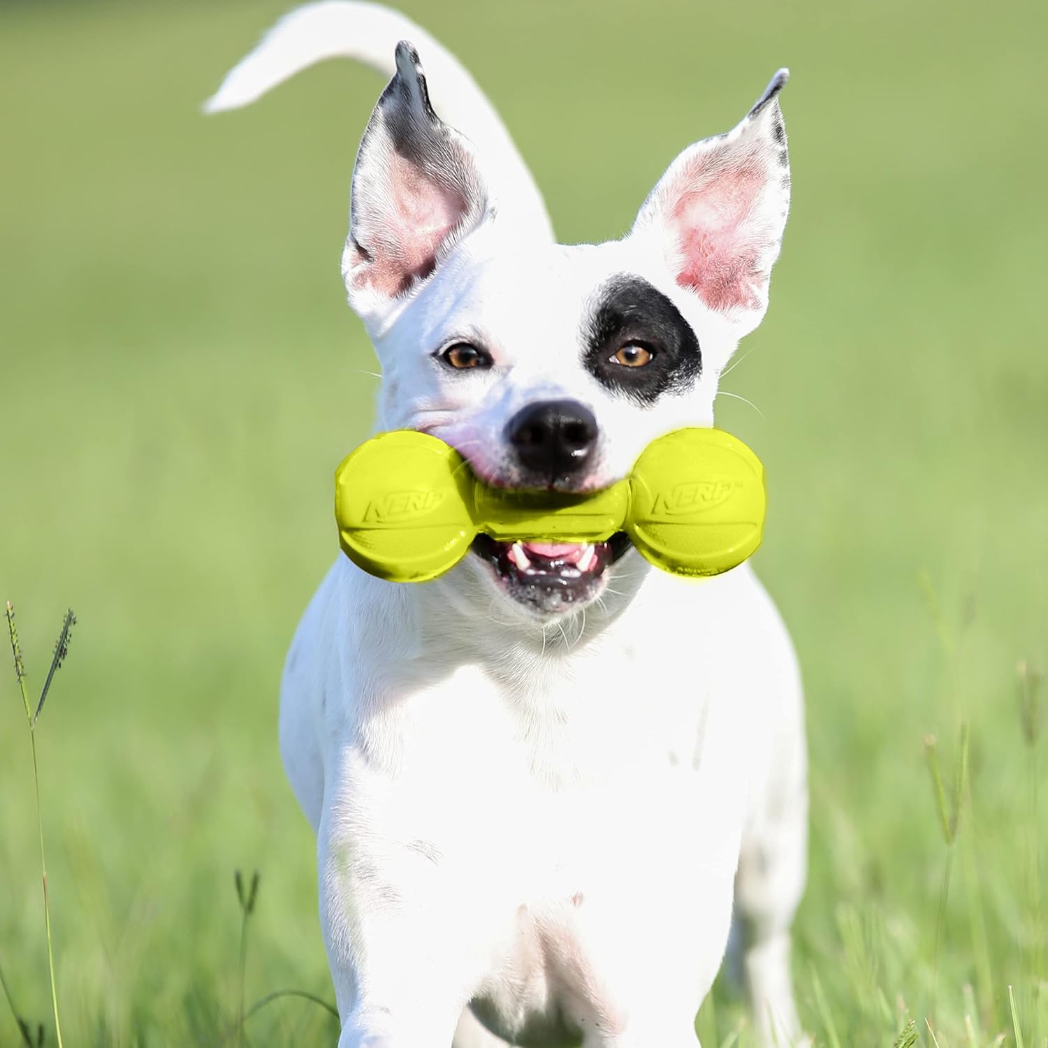 Detalle de Nerf jouet à mâcher pour chien en forme d’haltère – Taille M