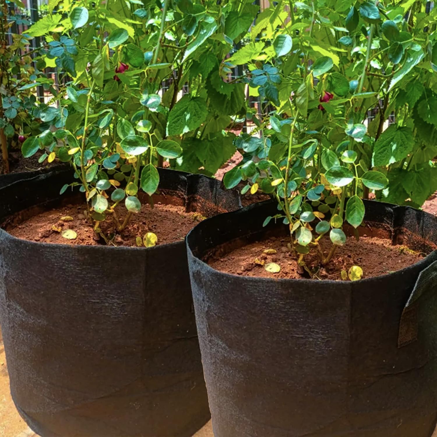 Thumbnail 5 de XVZ set sacchi per piante 60L, non tessuto