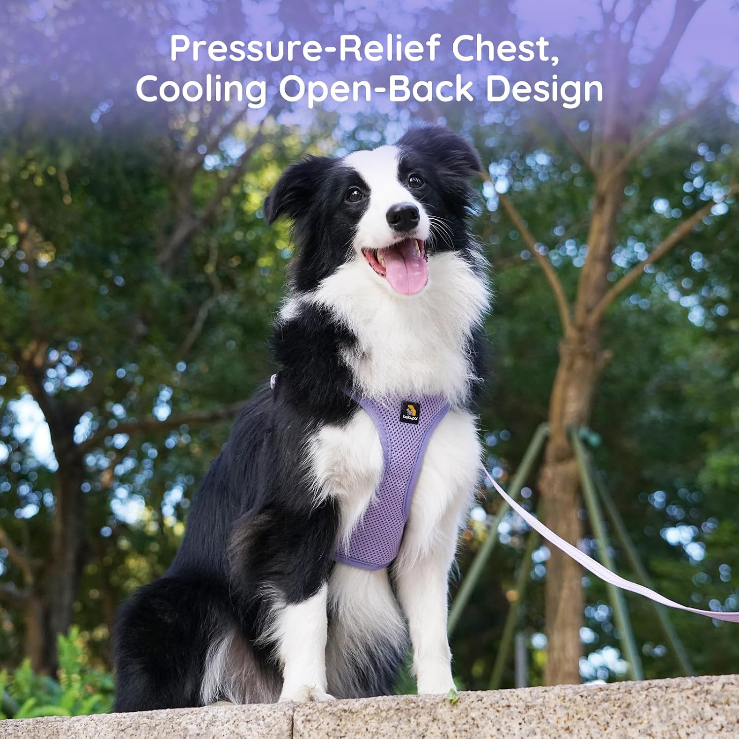 Thumbnail 6 de BELLA & PAL Dog Harness and Leash Set — Adjustable Step-in No-Pull Vest for XS to Medium Dogs