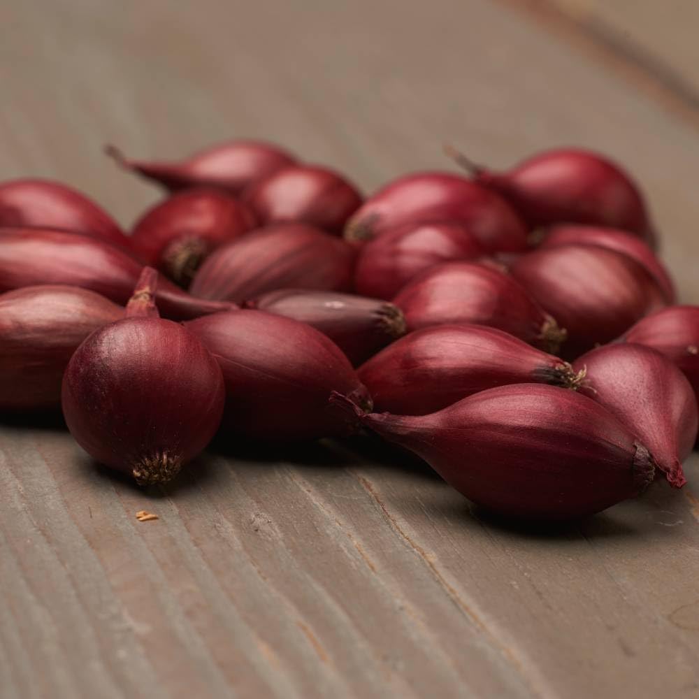 Detalle de DUTCH BULBS Red Baron plantuien, 500 g, maat 14–21 mm