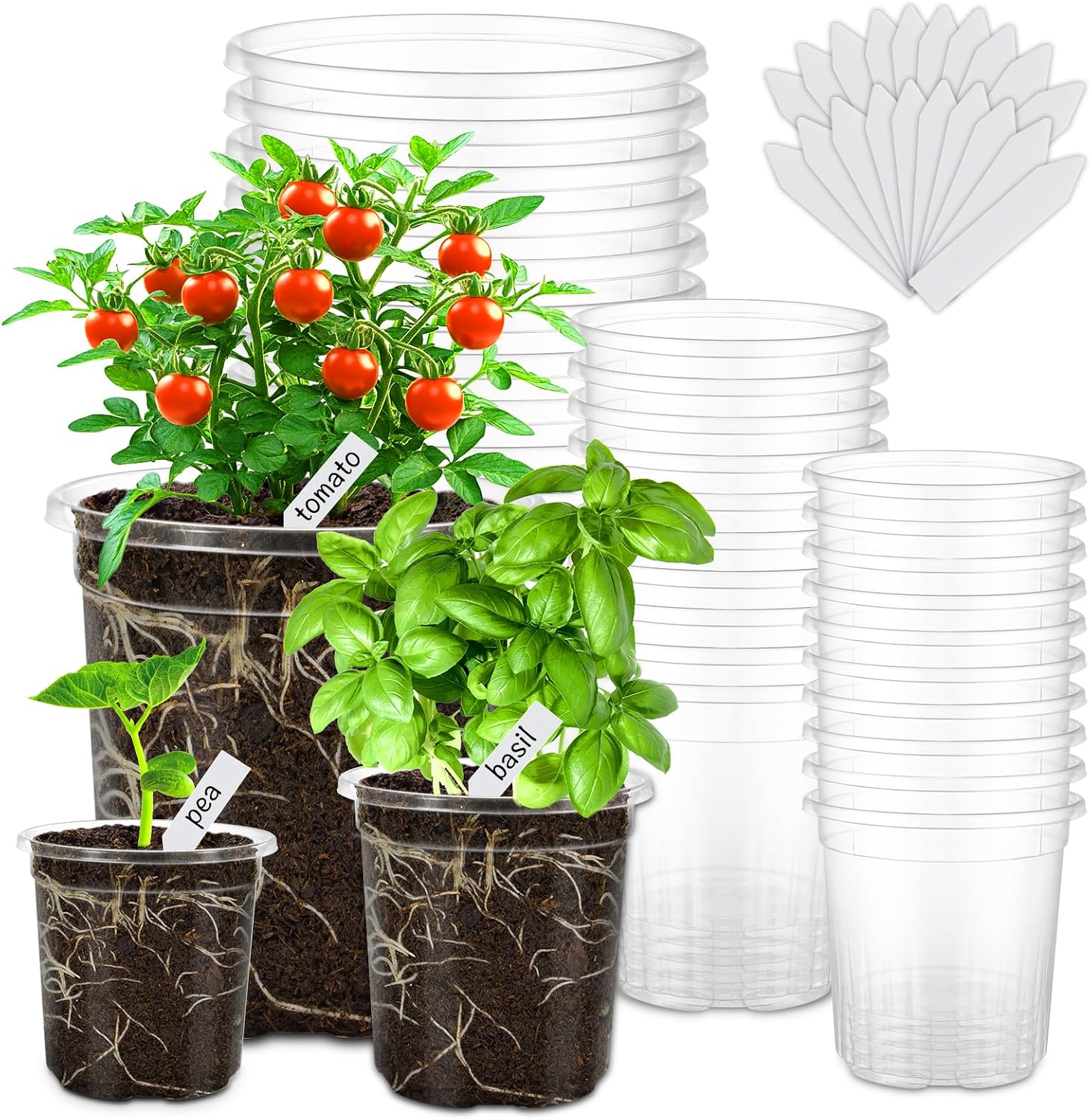 Detalle de Clear Nursery Plant Pots, 6.5-Inch
