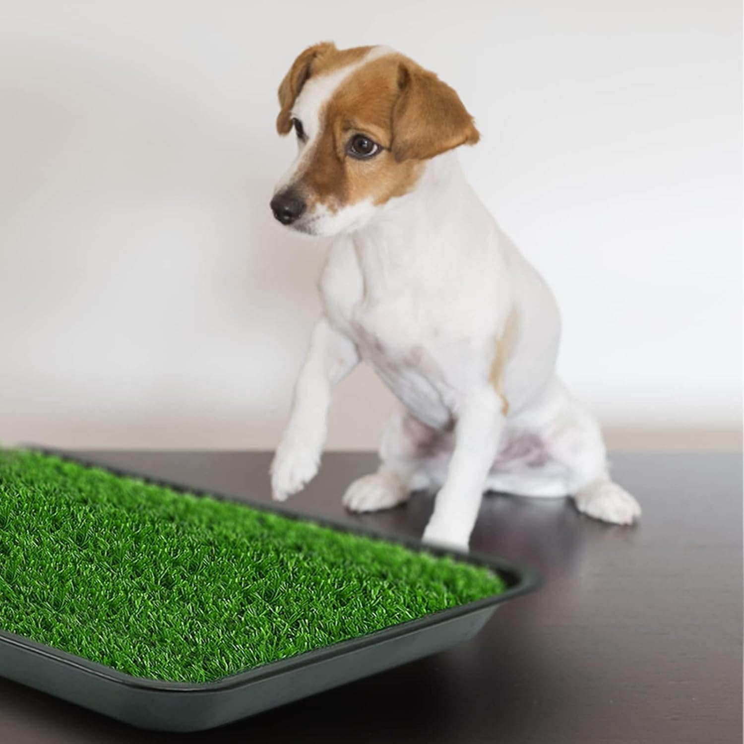 Thumbnail 6 de STARROAD TIM 50x60 cm Dog Grass Pad with Tray for indoor or outdoor potty training