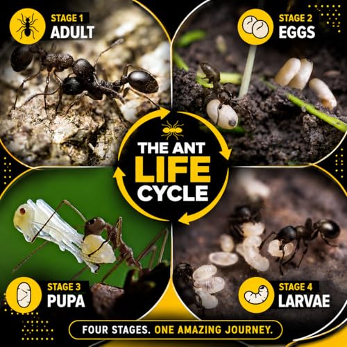 Detalle de Ant Killer Powder 300g by H HYDRO SIP — Indoor & Outdoor Nest Bait for Mess-Free Elimination