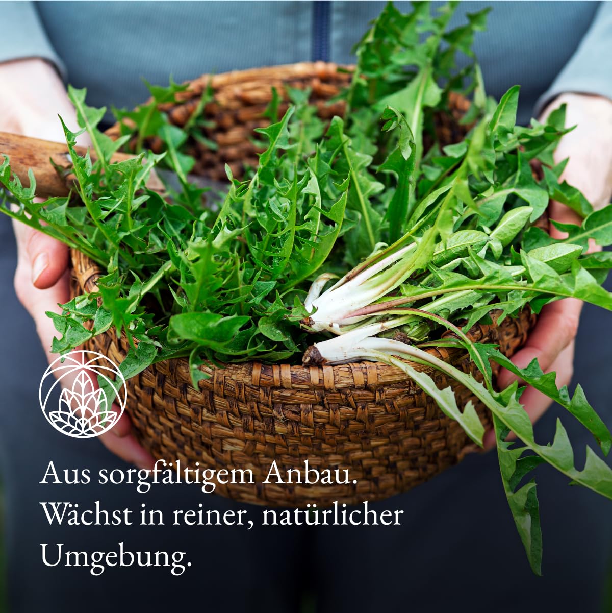 Detalle de Monte Nativo Löwenzahntee „Monte Nativo“ (300 g) – schonend getrocknete Löwenzahnblätter, 100% natürlich