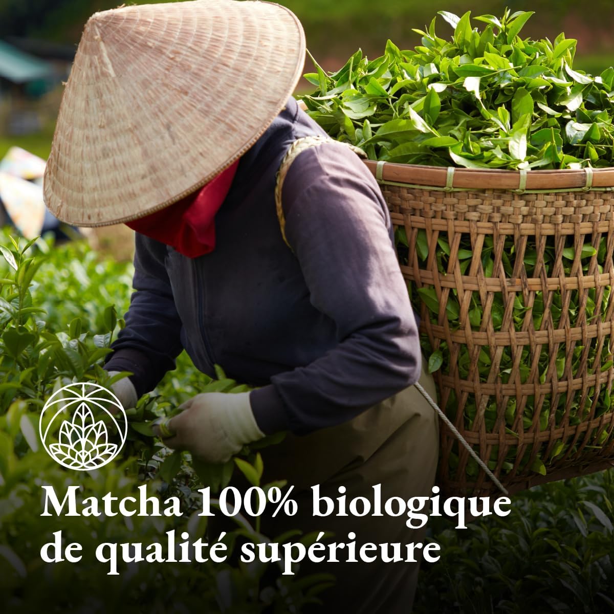 Thumbnail 4 de Monte Nativo Thé Matcha Bio 100g