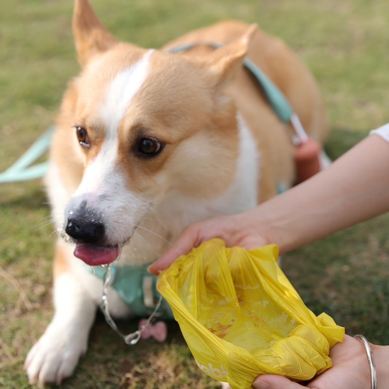 Thumbnail 5 de Dog Poop Bags Rolls 144 Compostable Waste Bags