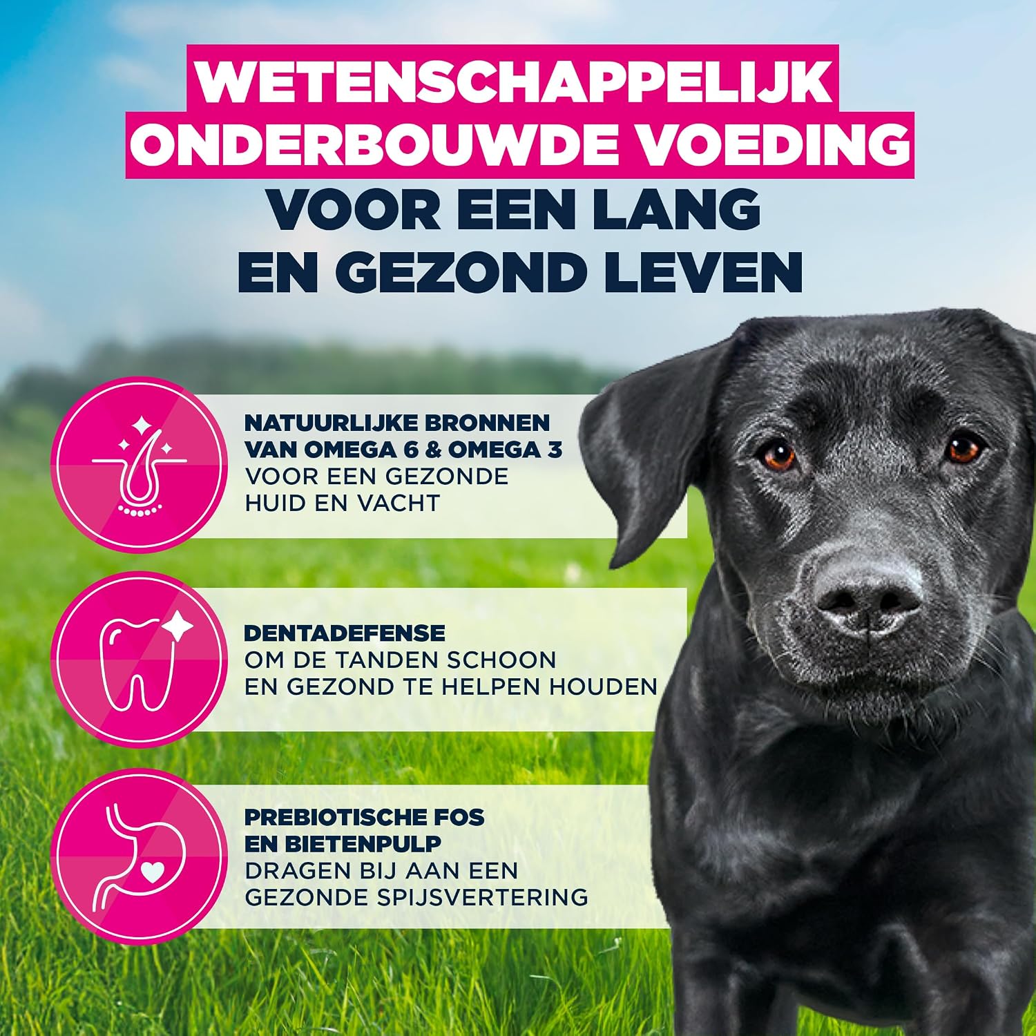 Detalle 1 de Eukanuba droog hondenvoer voor volwassen grote rassen met verse kip, 3 kg