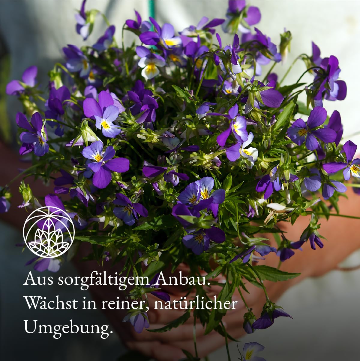 Detalle de Stiefmütterchen Tee Monte Nativo (250 g) – Mildes, florales Kräutertee-Erlebnis