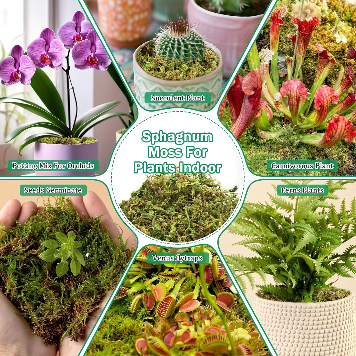 Thumbnail 5 de Riare 1.3kg Natural Dried Plant Moss (Sphagnum) for Repotting, Succulents, Aquariums & DIY