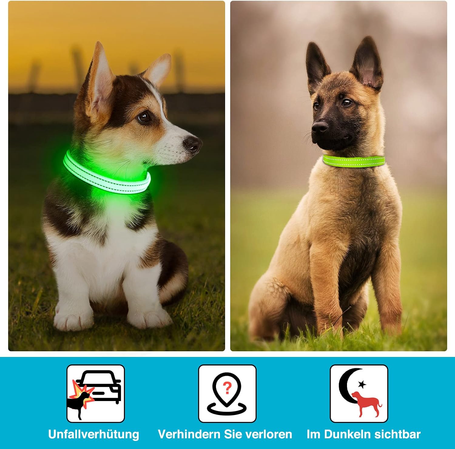 Detalle de KOSKILL Leuchthalsband für Hund, wiederaufladbar per USB, wasserdicht – Grün (S)