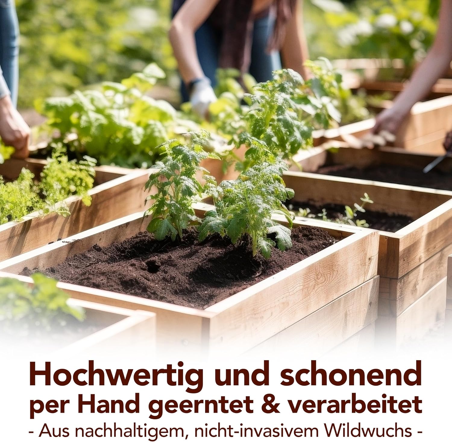 Detalle 2 de Premium Artemisia-Annua-Auszug 50 ml – alkoholfrei, 100% reines Naturprodukt