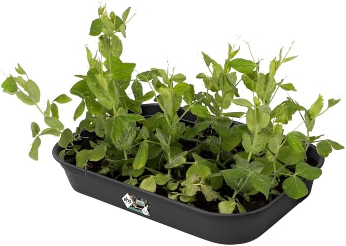 Detalle 2 de Elho Green Basics Bandeja de Cultivo M 36x26 🌱