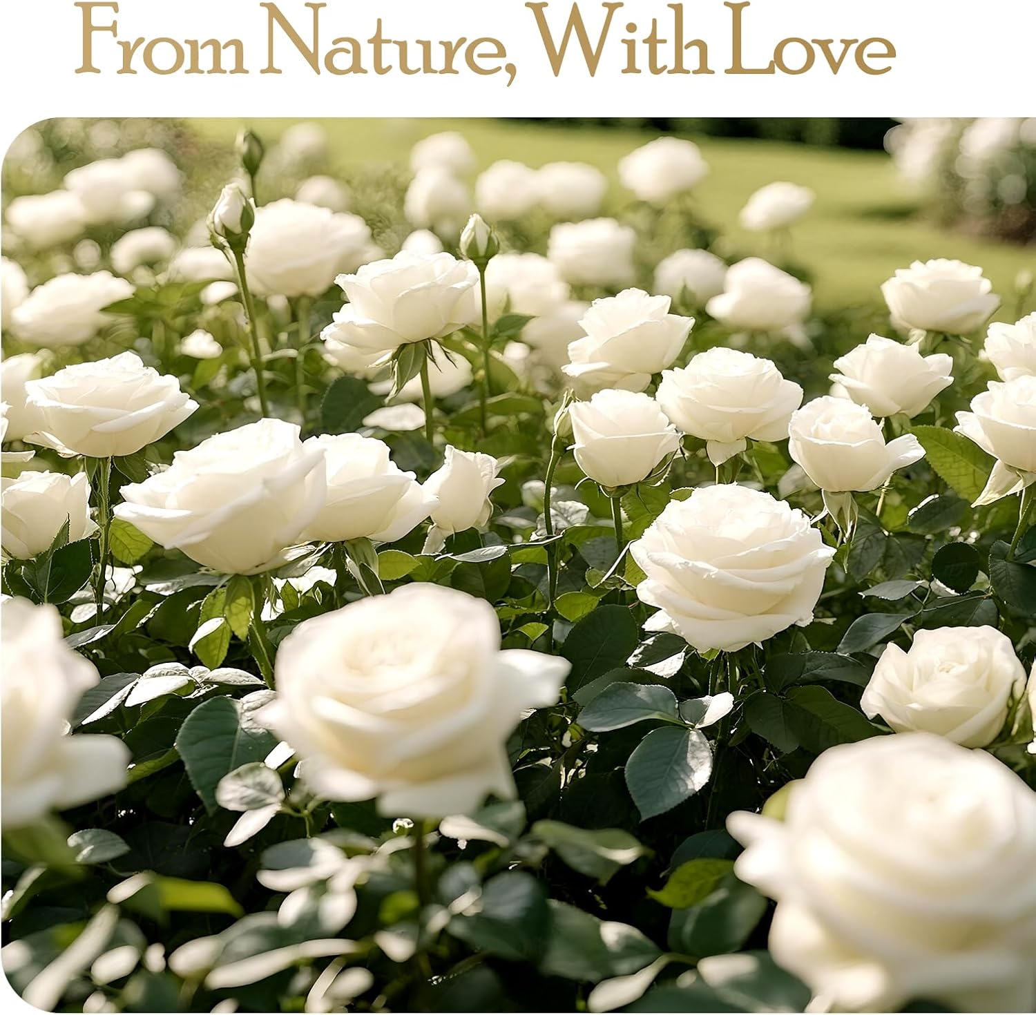 Thumbnail 2 de Auoasl Preserved Rose Gift 27 Flowers