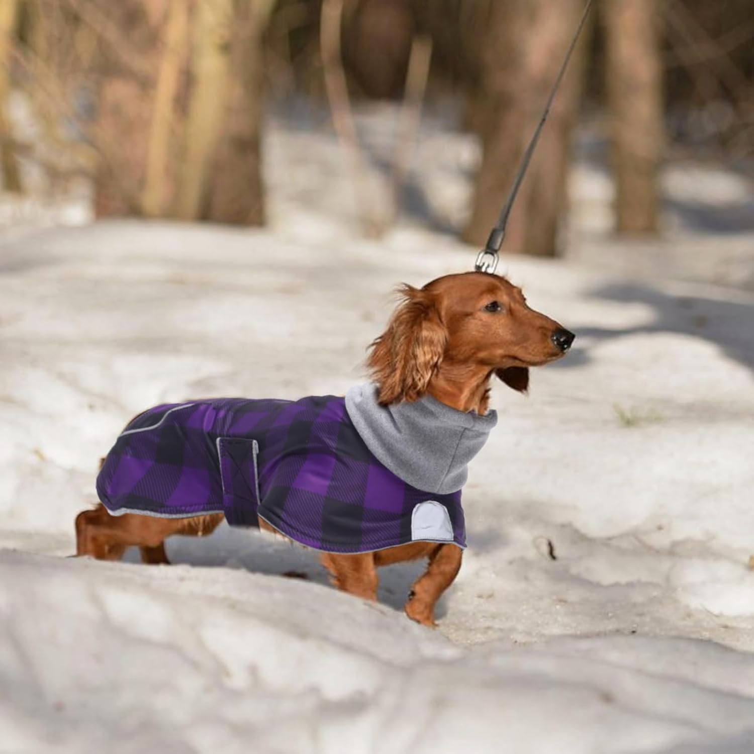 Thumbnail 5 de Morezi Dachshund Coat Waterproof with Padded Fleece Lining, Reflective Stripe and Harness Hole
