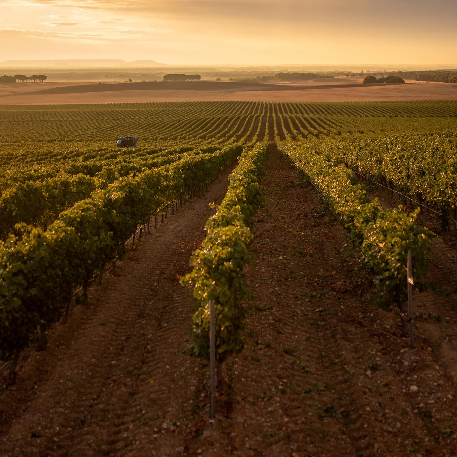 Thumbnail 3 de Protos Roble Tempranillo - Estuche Vino Tinto 🍷 (2 botellas)