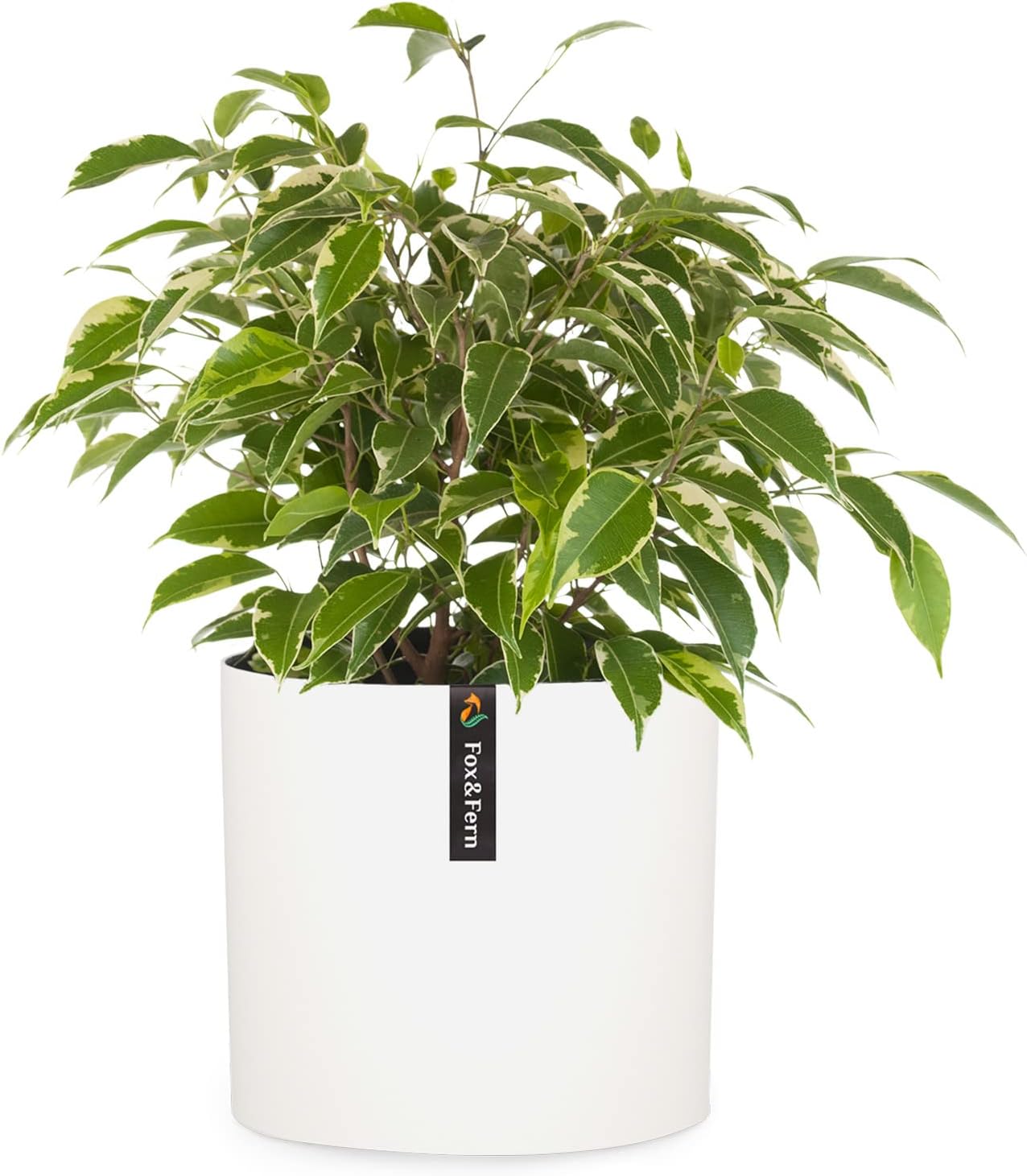 Detalle de Fox & Fern PP-LINE-MW-SMSET Plant Pot, Matt White with Drainage Plug