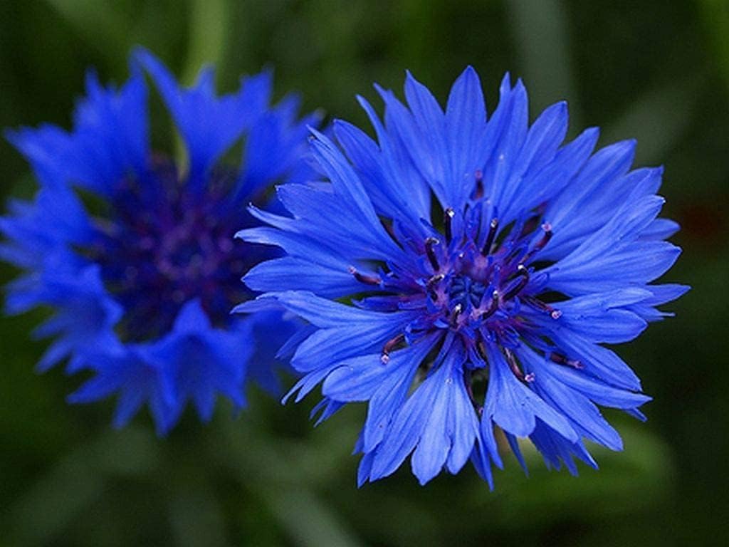 Thumbnail 1 de Wildflower Seeds More Than 21 Pure Seeds Scented NO Grass Bee Butterfly Mix for Meadow Gardens – UK Seed (200 m2)