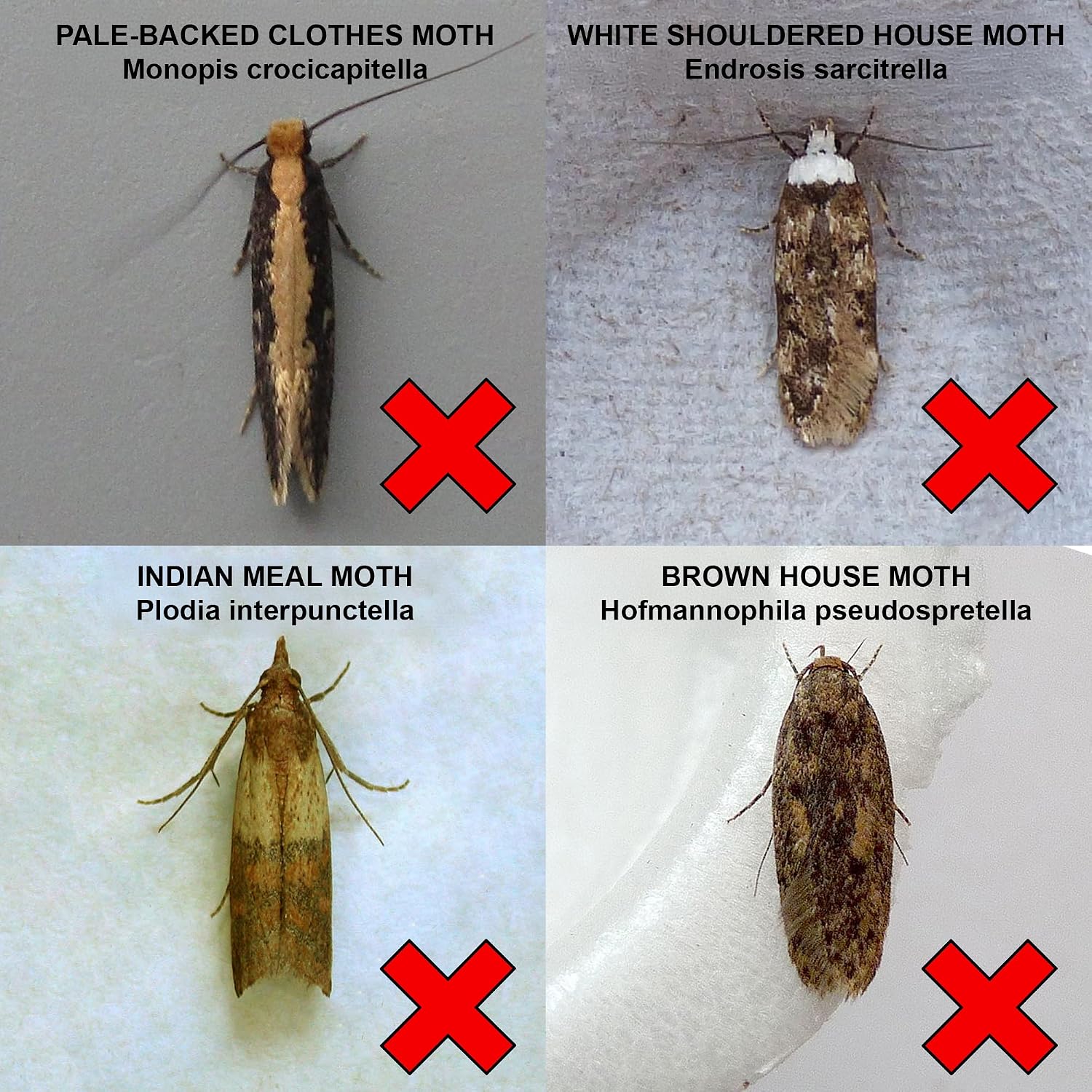 Thumbnail 4 de Entopest 10-Pack Clothes Moth Monitoring Traps 🪰