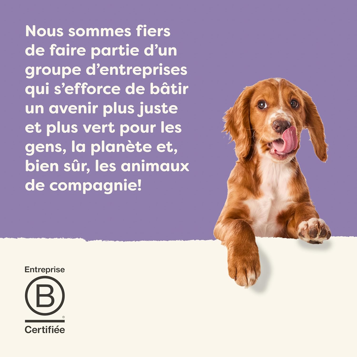 Thumbnail 6 de Applaws Nourriture Humide Naturelle pour Chiens – Sélection Viande & Poisson en Bouillon, sans Céréales, 6 x 85g