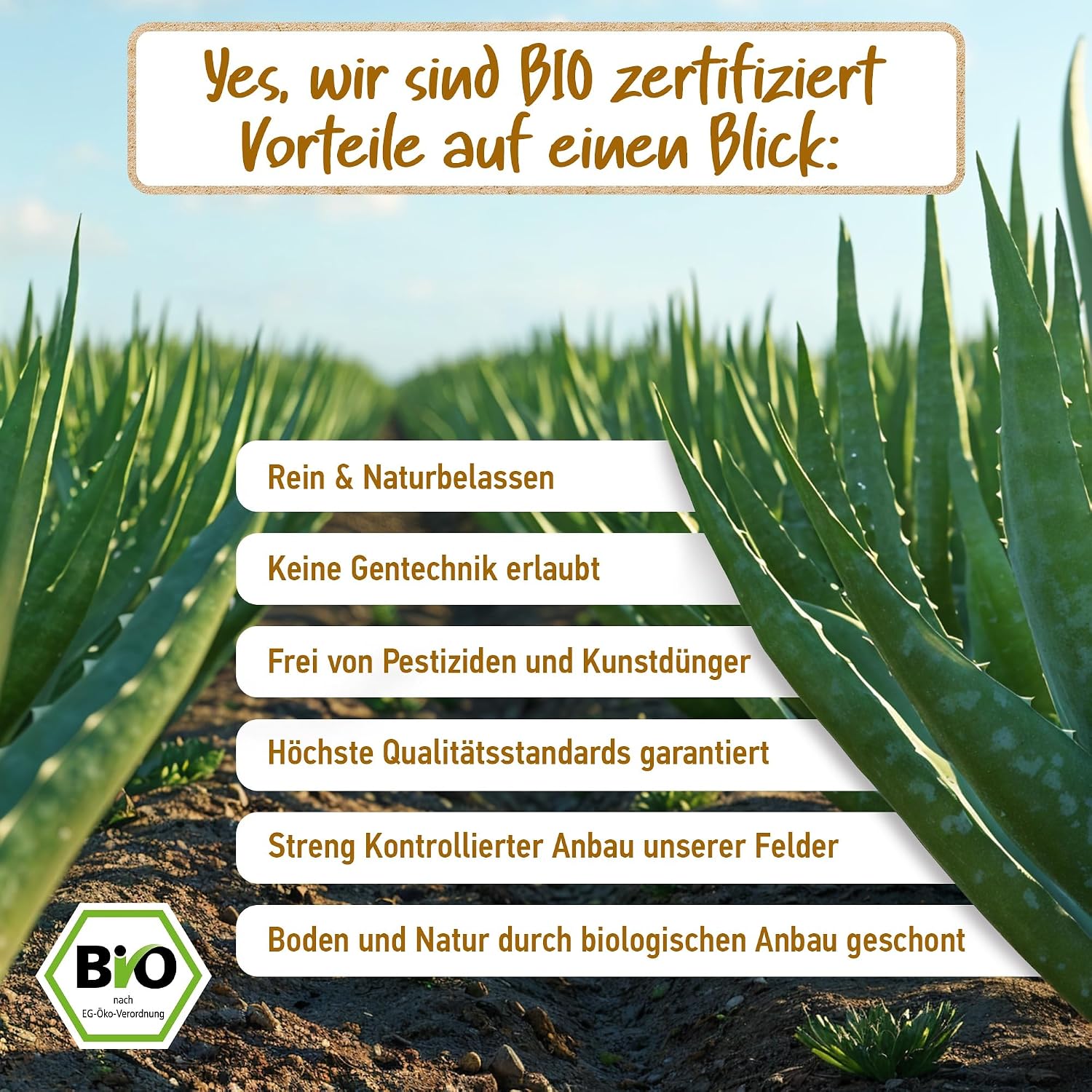 Detalle de Soena® Aloe Vera Gel mit 100% BIO Aloe Vera (96% Aloe, ohne Alkohol & Duftstoffe) – Feuchtigkeitspflege, 250 ml
