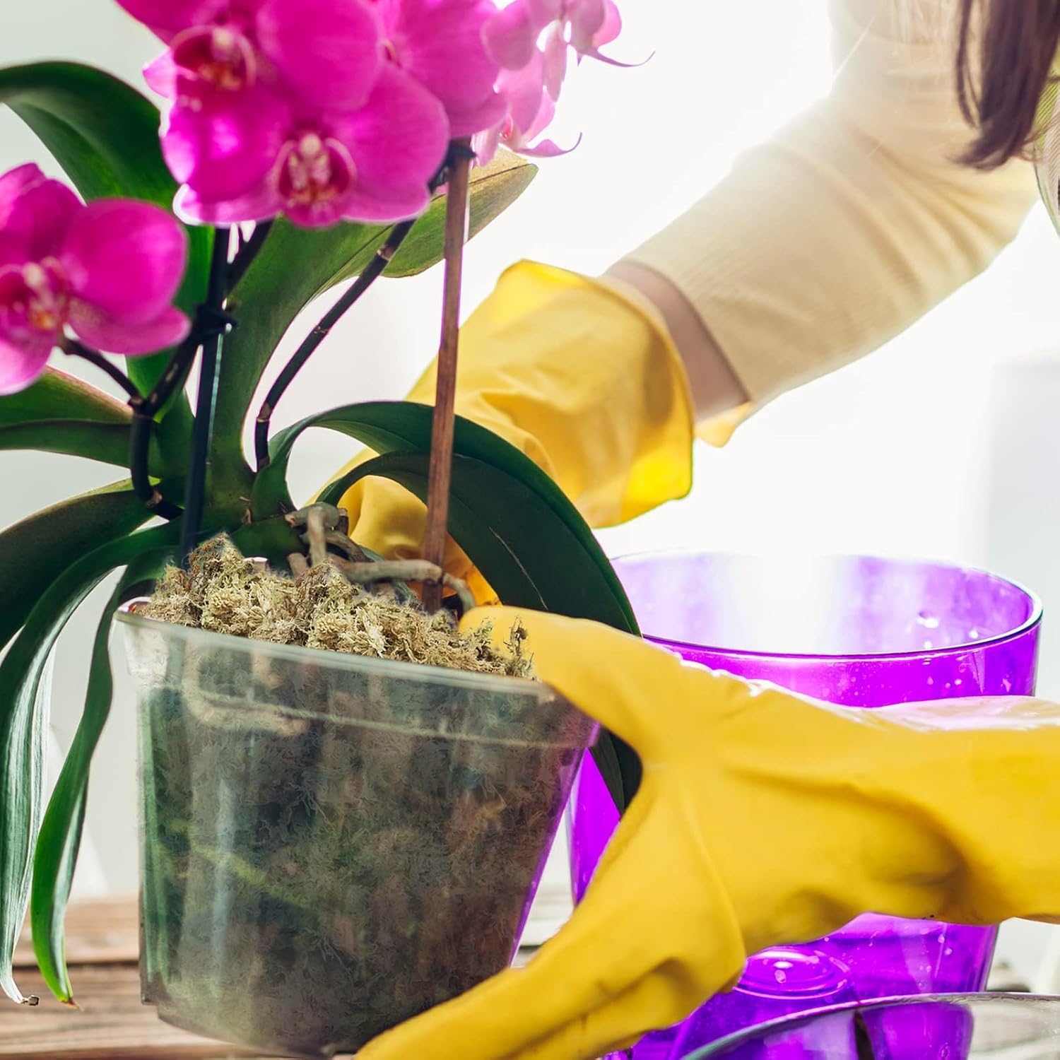 Thumbnail 4 de Halatoo Sphagnum Moos 170 g für Orchideen und Pflanzen