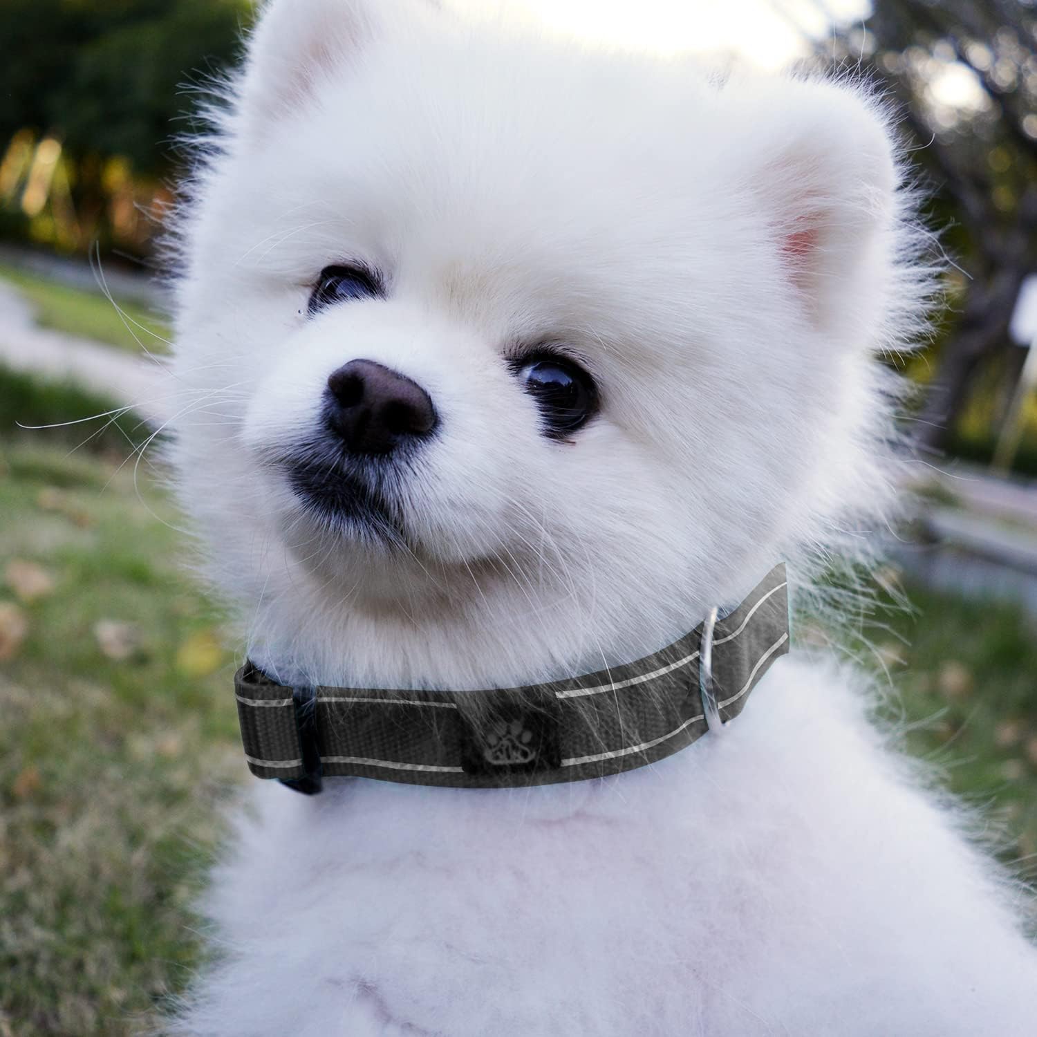 Detalle de IVY&LANE Dog Collar and Leash Set, Medium