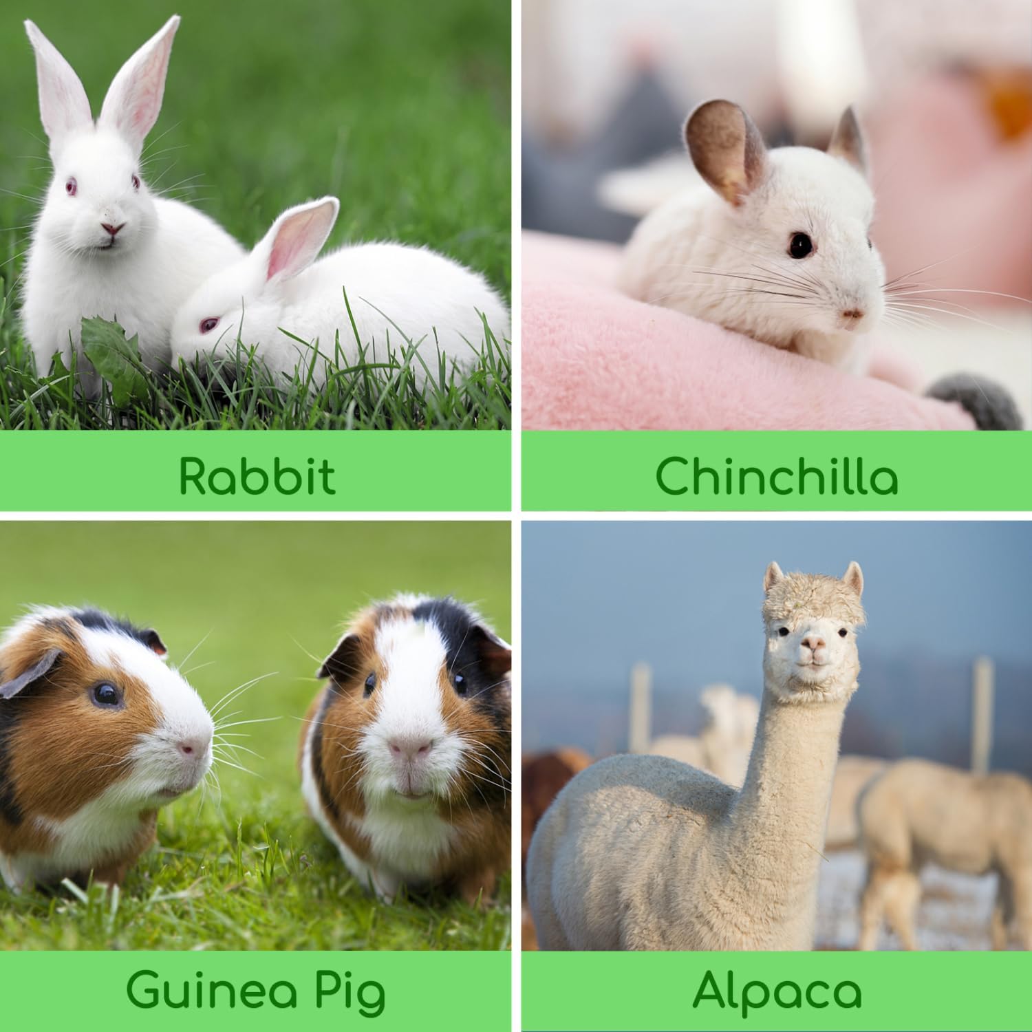 Thumbnail 6 de Nobleza Timothy Hay per conigli e roditori, 2,5 kg di fieno ricco di fibre