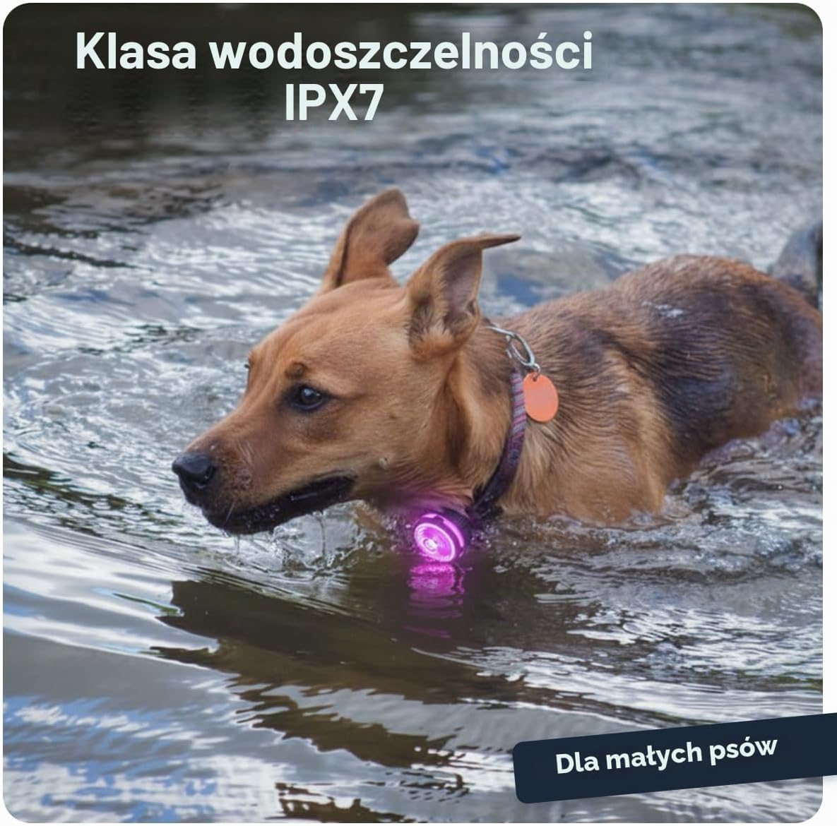 Detalle de PAJ GPS, PAJ LIGHT MINI – zestaw 2 lampek LED dla psów i kotów, 7 kolorów