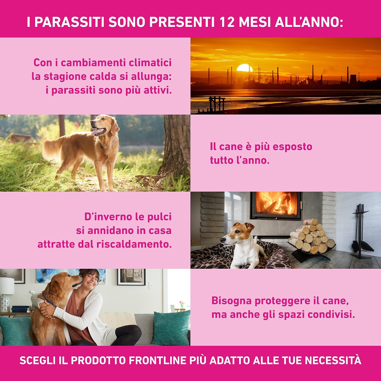 Detalle de Frontline Tri-Act x3 Antiparassitario Cani 5-10 Kg – Protezione contro pulci, zecche, zanzare e flebotomi