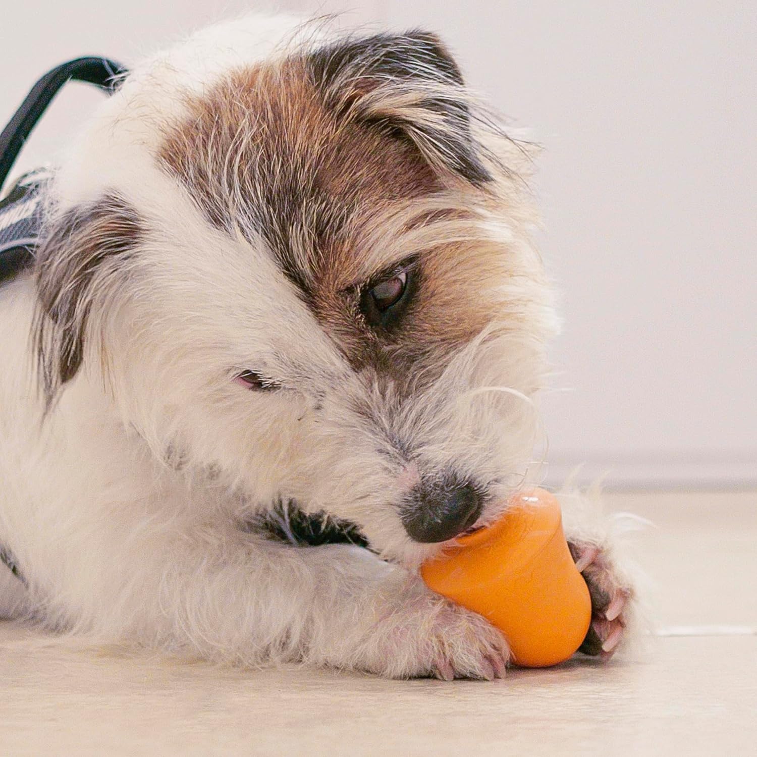 Detalle de Ferplast Gioco Cane Crazy Bell in gomma naturale: dispenser per crocchette allo snack aroma pollo