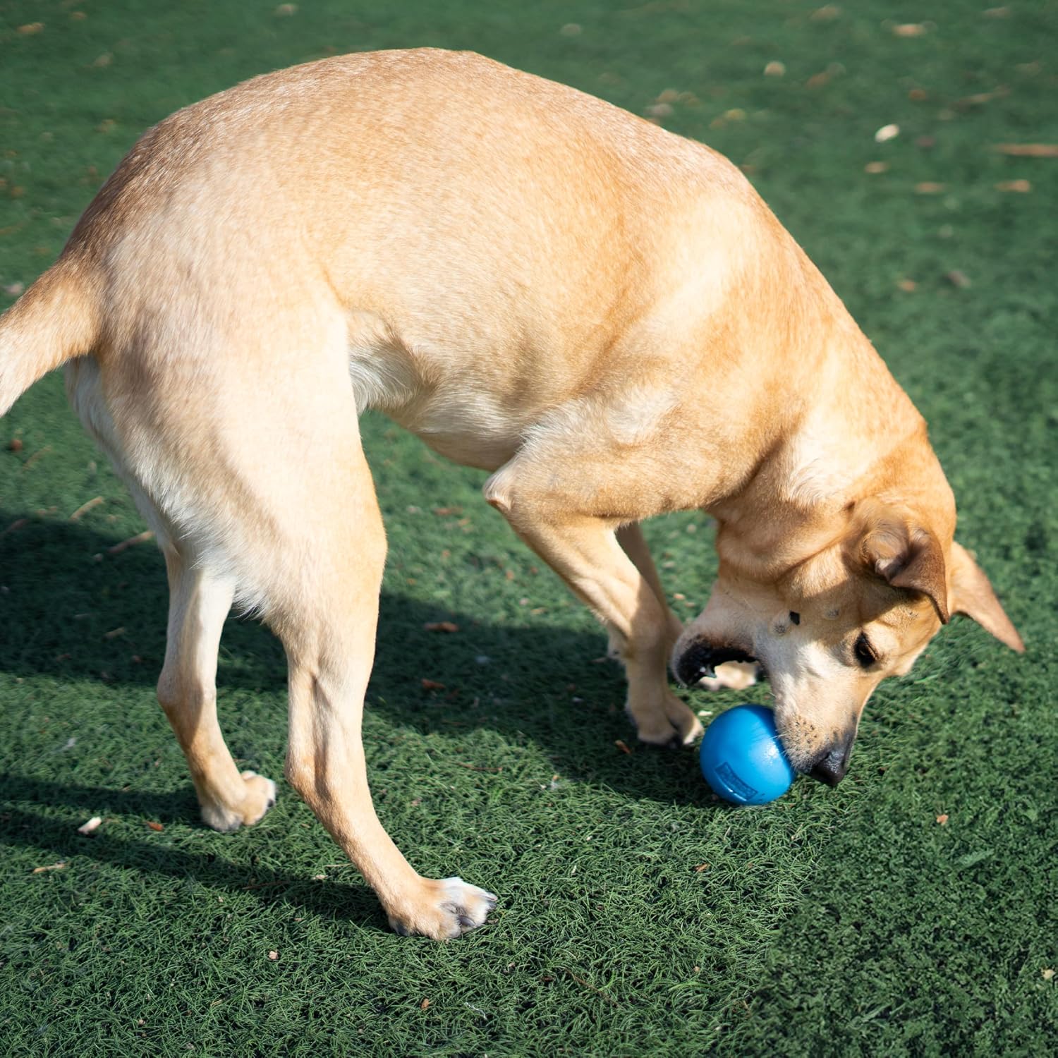 Thumbnail 6 de Planet Dog Orbee-Tuff Squeak-bal voor honden, blauw, piepend en drijvend