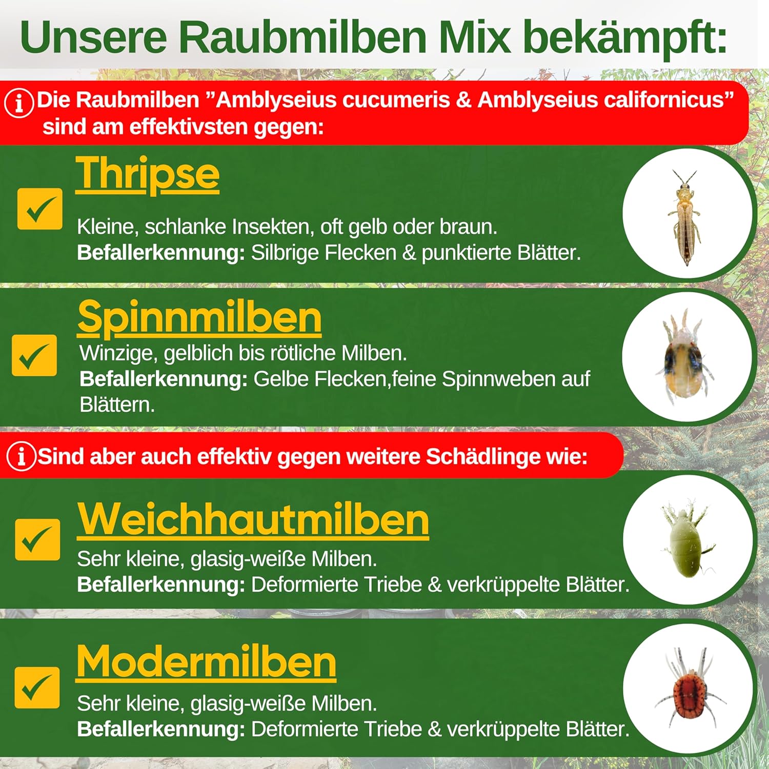 Thumbnail 1 de GREEN GUARDIA Thrips-Biokontrolle 3 Tüten